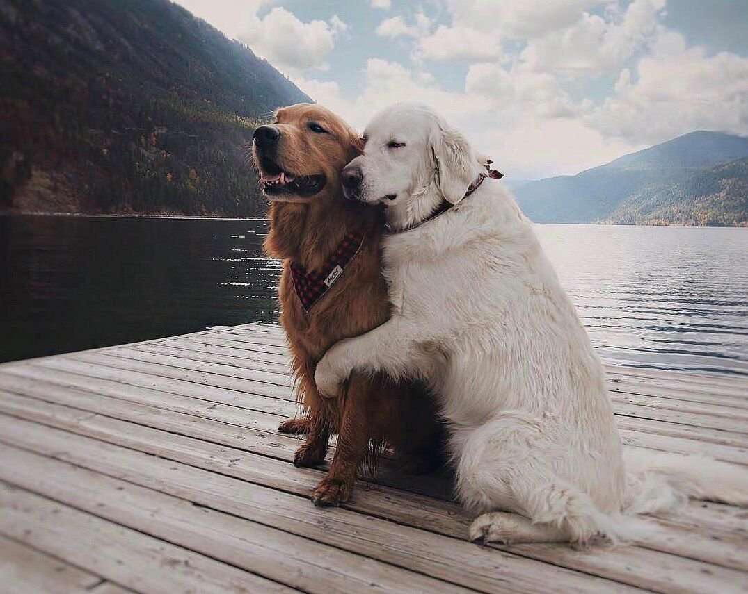 Пес любовный аромат. Собаки любовь. Собаки обнимаются. Две собачки. Влюбленная собака.