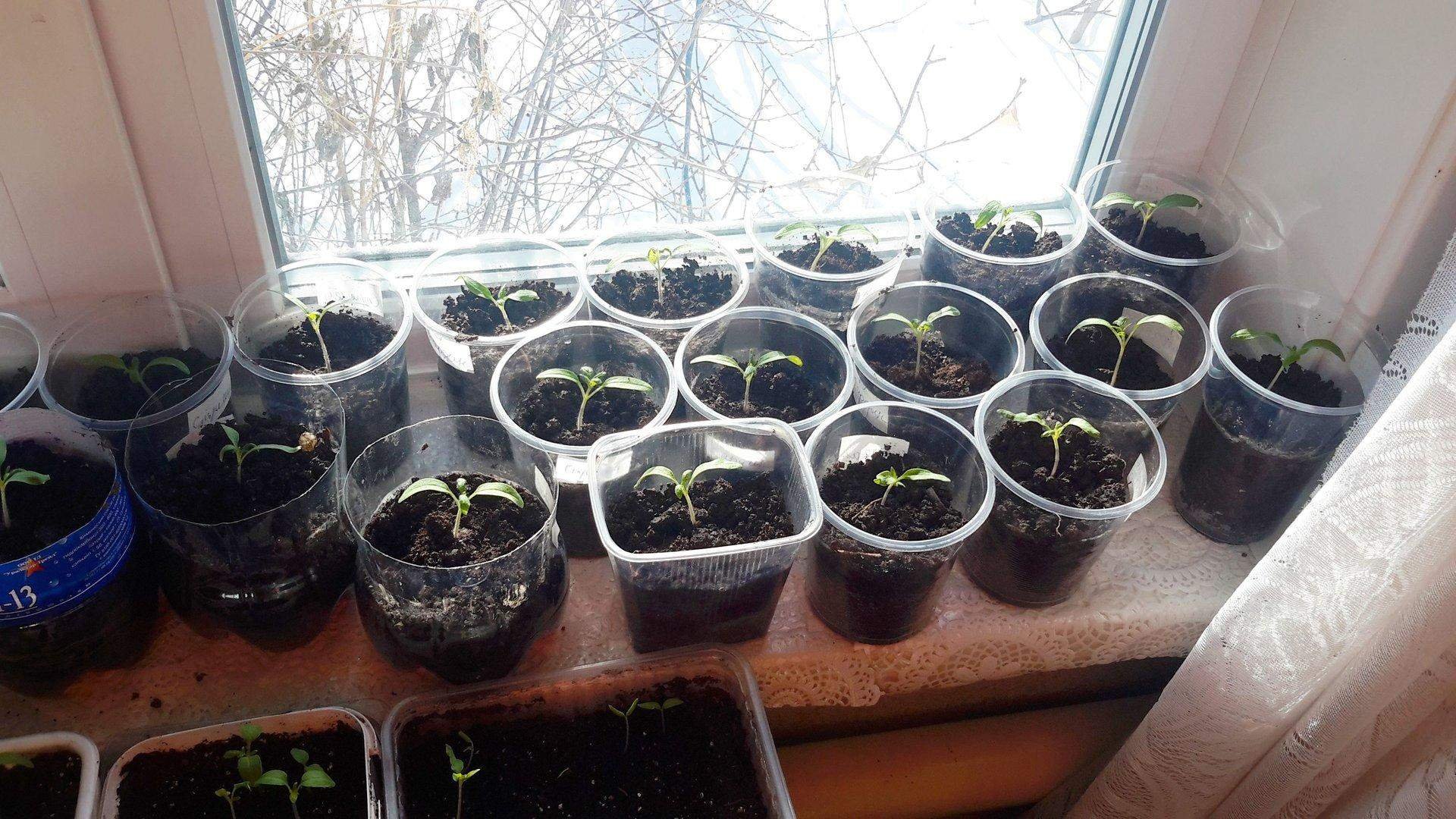 Росток рассада баклажан. Пикирование баклажанов рассады. Ростки баклажана. Посадка семян баклажан на рассаду. Баклажан рассада недельная.