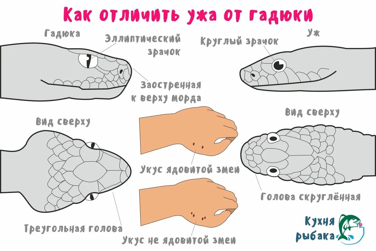 Сколько голов у змея. Кукус не Едовитой змеи. Укус ядовитой и неядовитой змеи. Укус ядовитой змеи и не ядовитой.