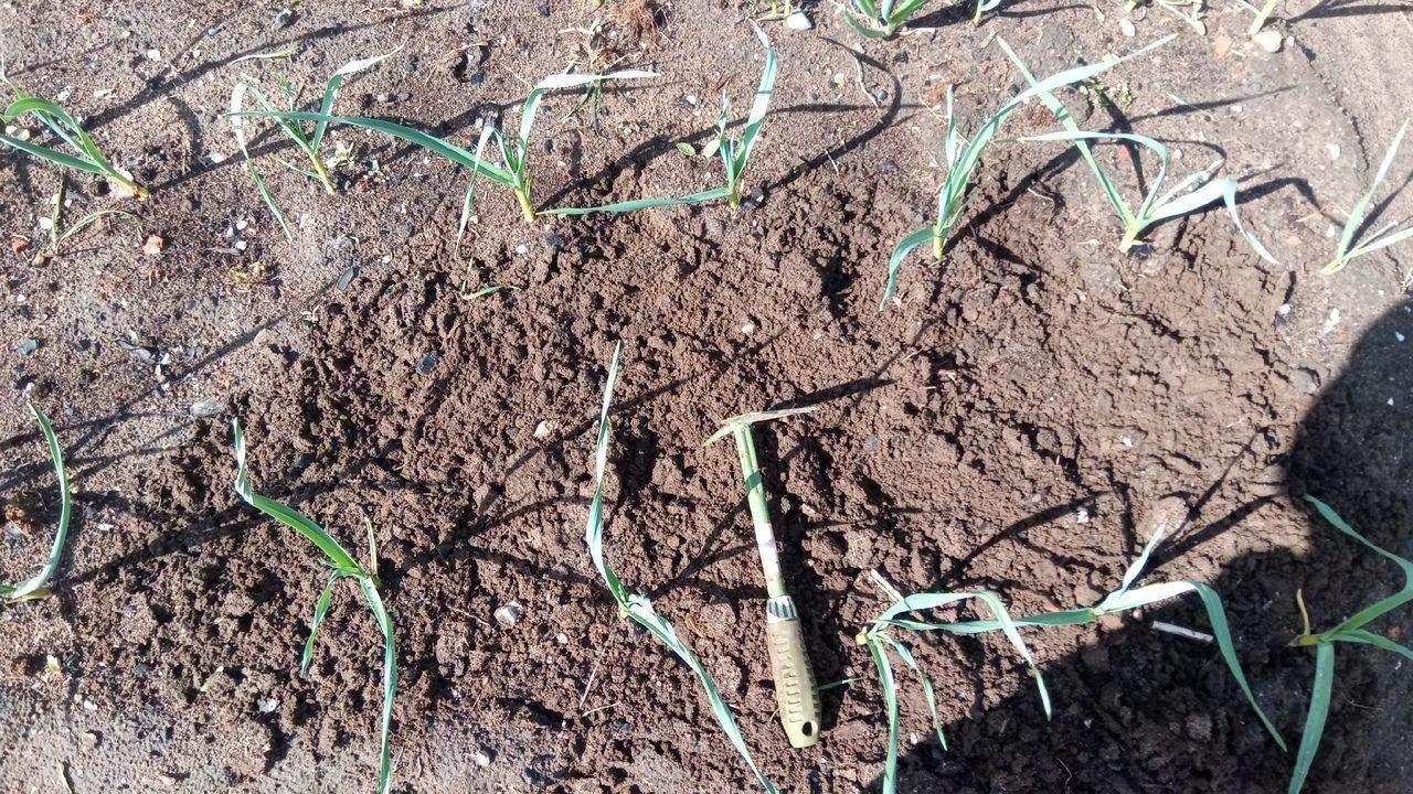 Фото подкормка озимых культур. Вредные объекты на озимых колосовых. Подкормка озимой пшеницы 2022. Туман техника для сельского хозяйства. Подкормка озимых.