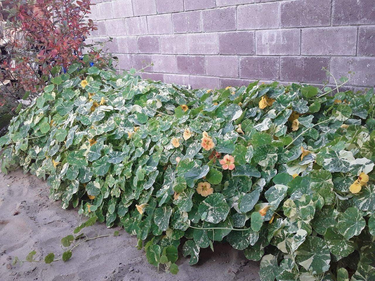 Настурция на даче