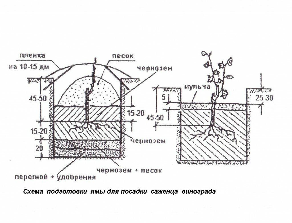Посадка винограда картинки