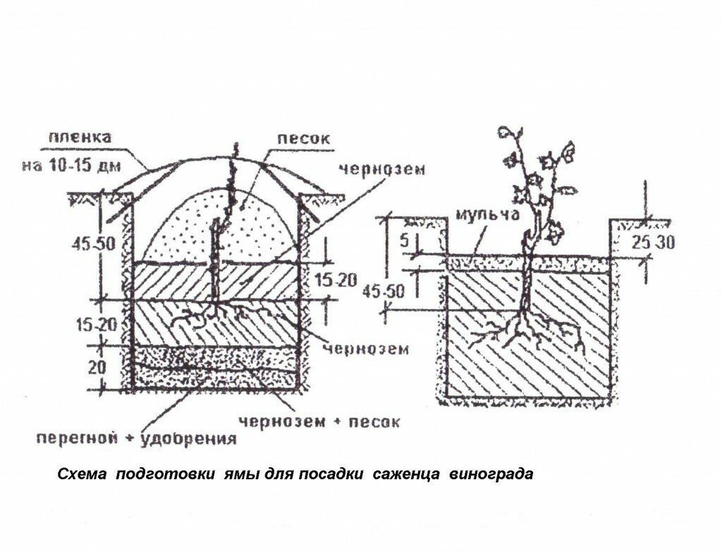 Высадка винограда весной