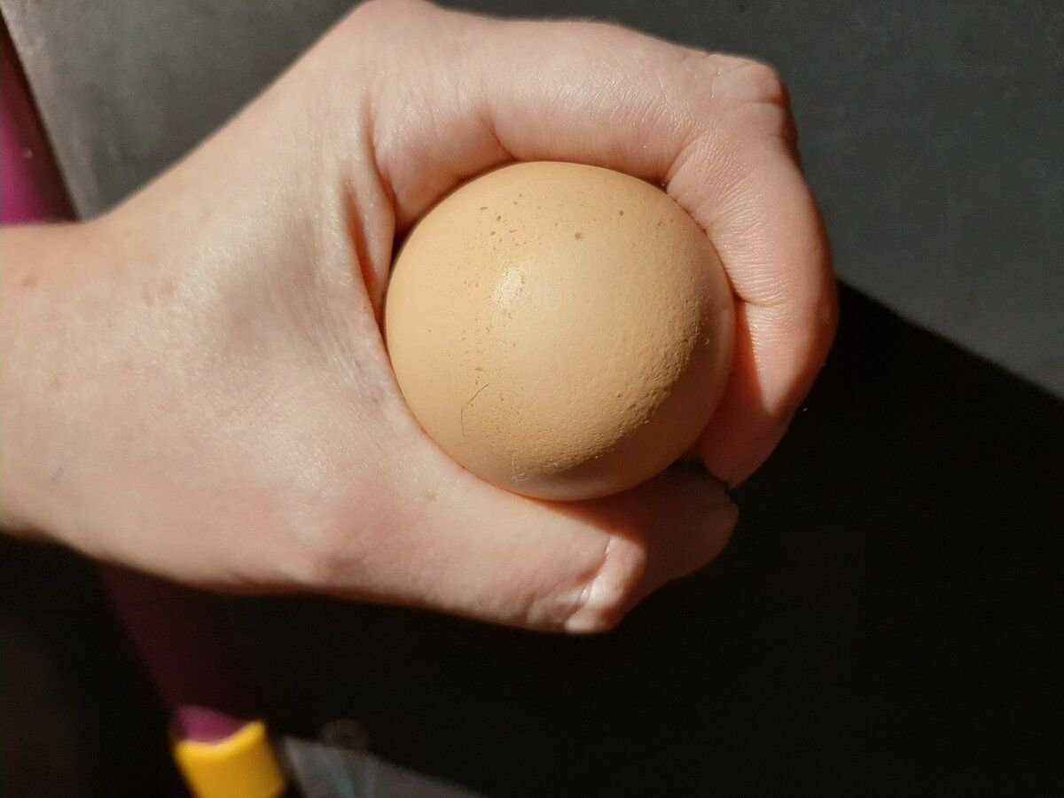 Как по яйцу определить пол цыпленка. Как определить пол цыпленка в яйце. Определение пола цыплят. Отличить петушка от курочки по крыльям. Круглое яйцо куриное.