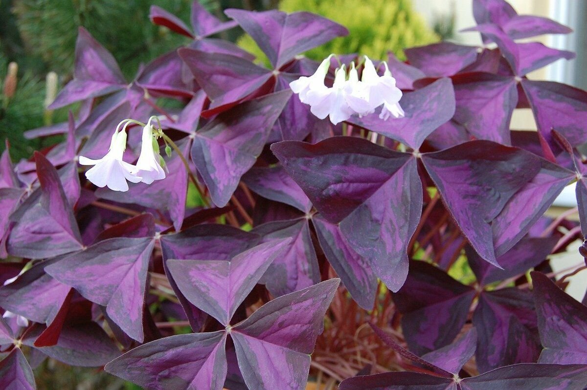 Кислица треугольная (Oxalis triangularis)