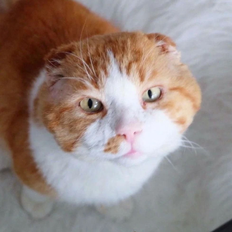 кот без уха. шотландская вислоухая кошка альбинос. смешной кот без ушей. кот без уха. уличные коты.