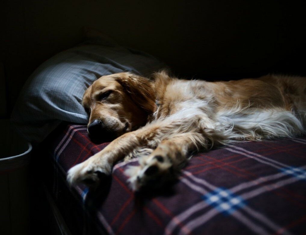 собака лежит на кровати. собака спит с хозяином в постели. собака только проснулась. собака валяется на спине. собака лежит.
