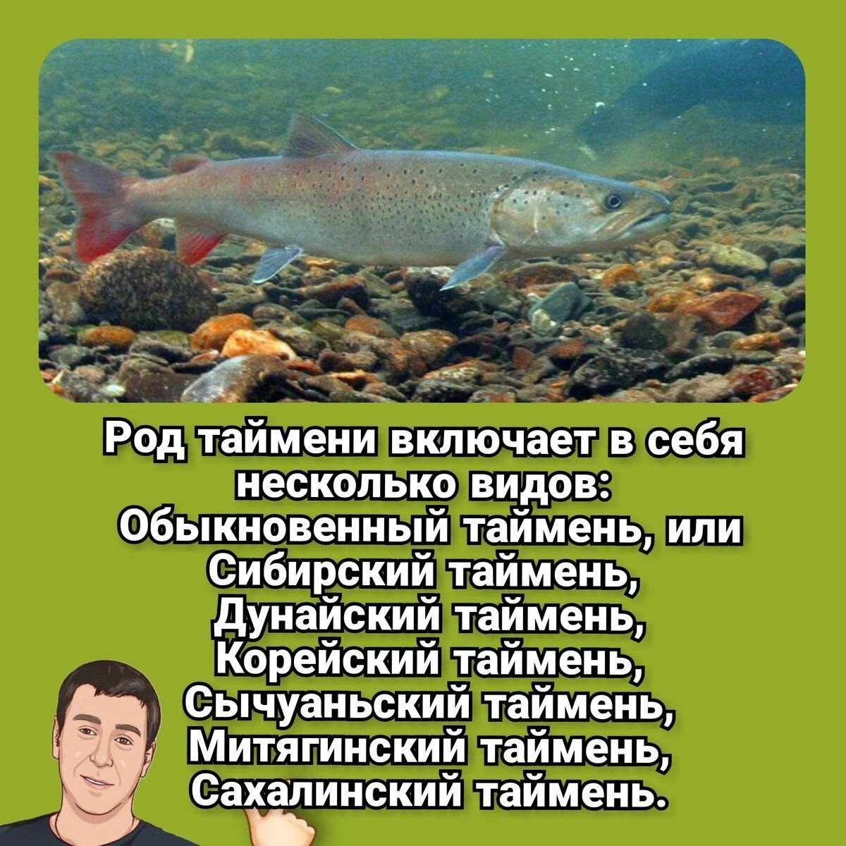 рыбы сибирских рек