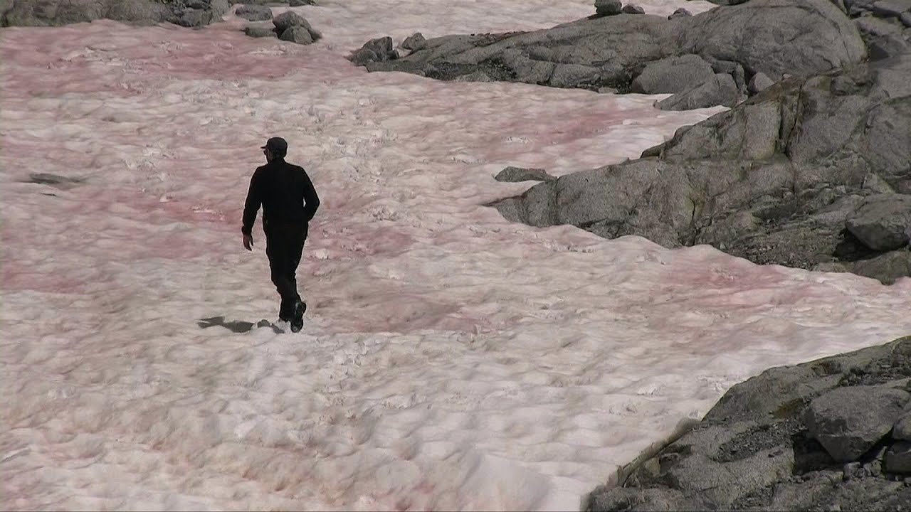 Что такое розовый снег. Розовый снег в горах. Розовый снег в Альпах. Кровавый снег водоросли. Розовый снег в Гренландии.