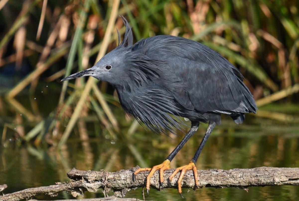 Egretta ardesiaca