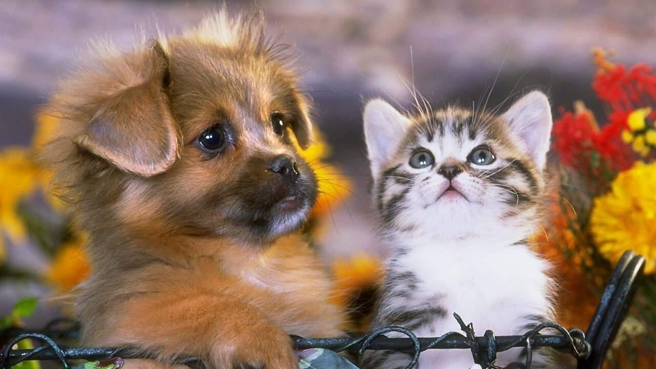 Картинки с котиками и с собачками