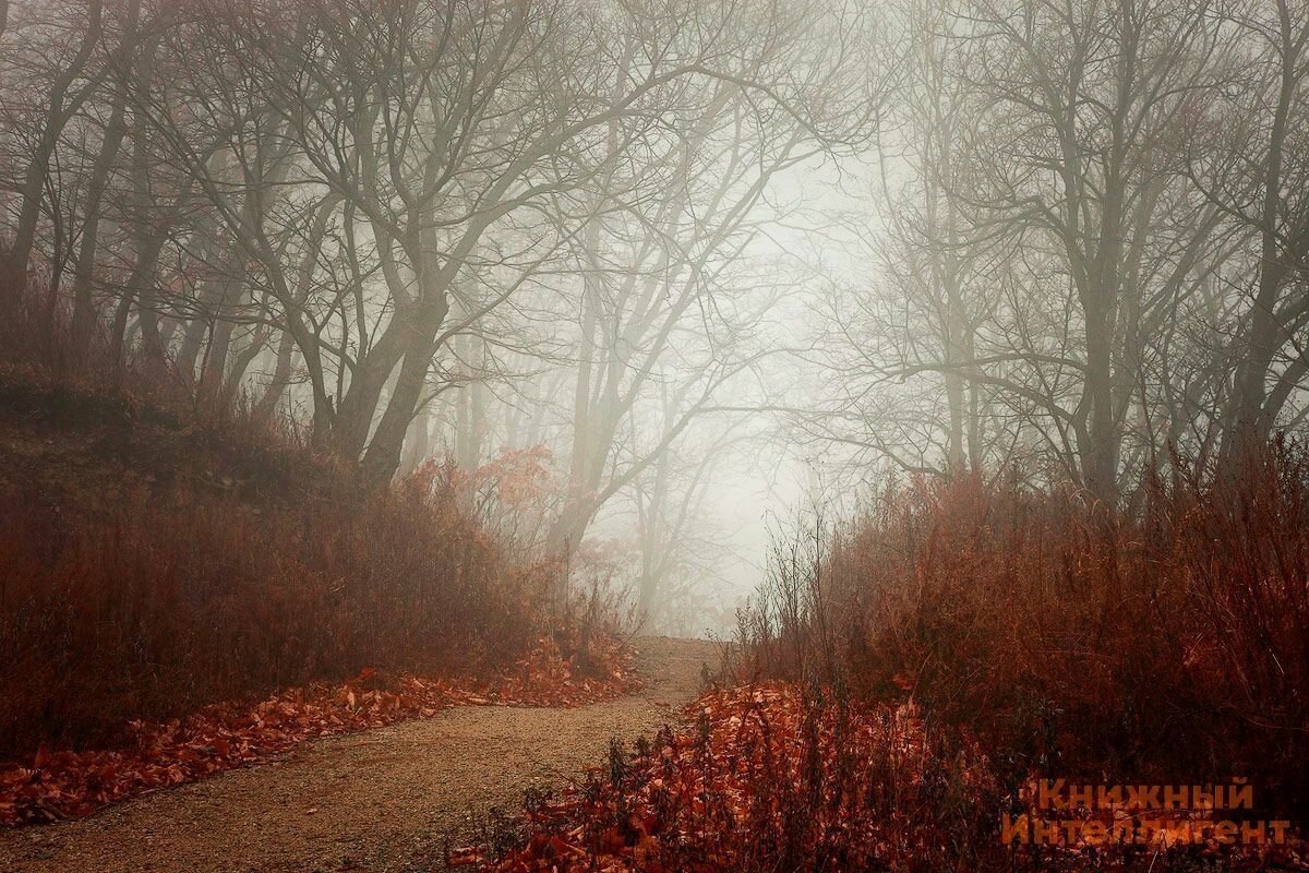 Grey november. Ноябрьский туман. Туманный осенний вечер. Пасмурная осень туман. Ноябрь пасмурно.