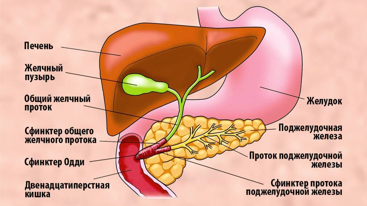 Печень, желчный пузырь, поджелудочная железа анатомия строение