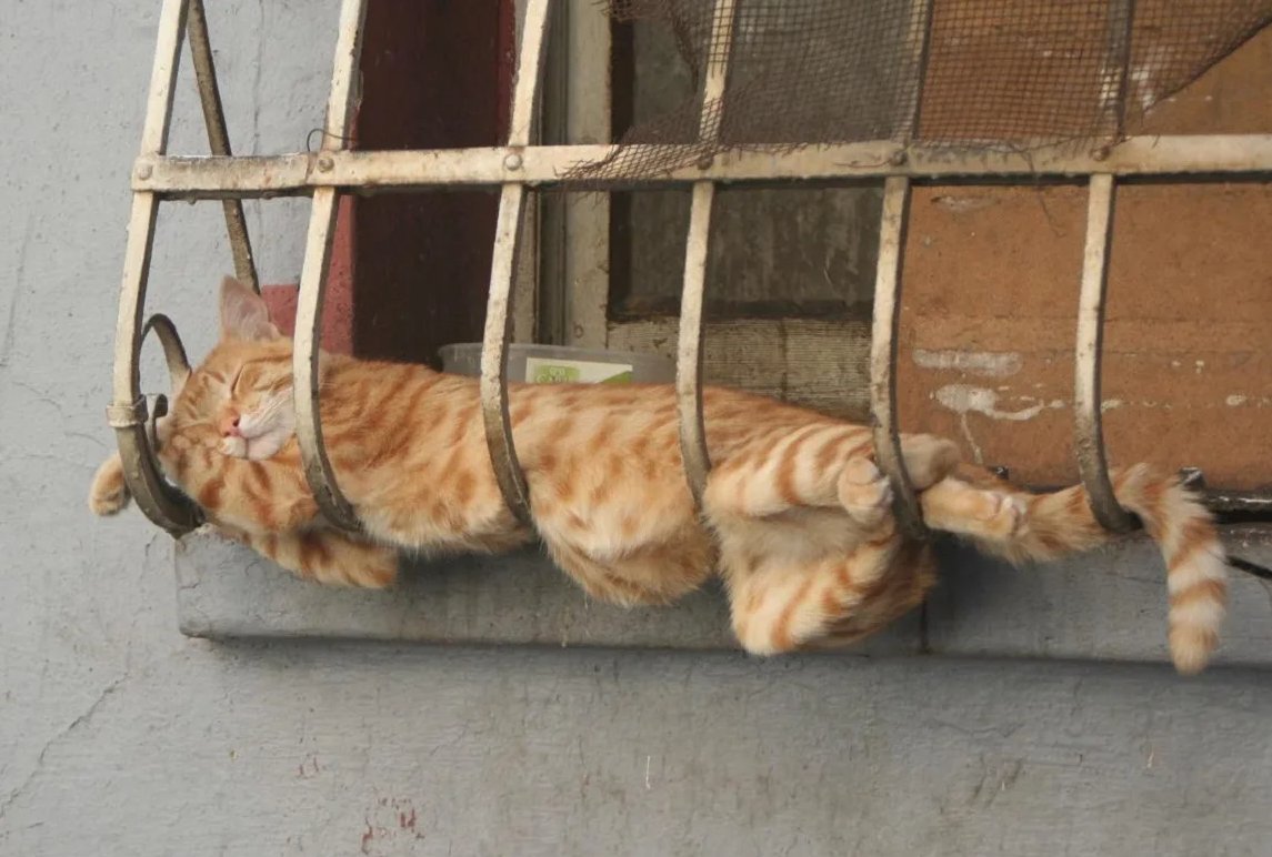 Коты спят в неудобных местах