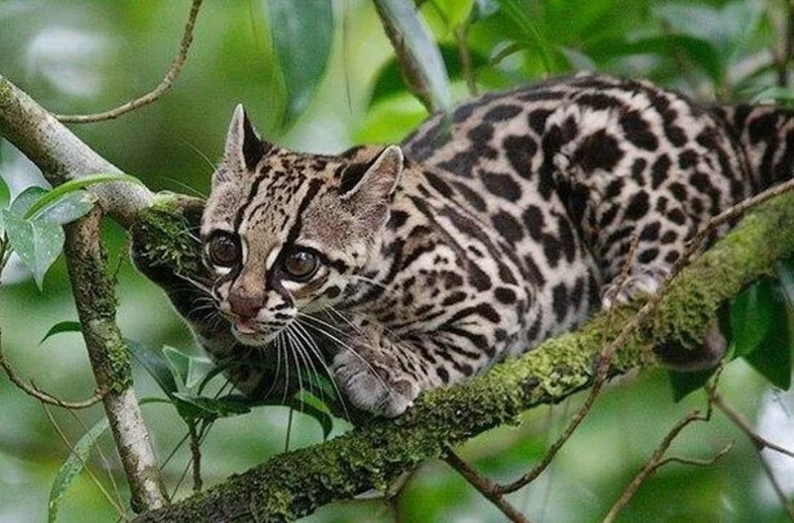 Ягуар оцелот. Оцелот млекопитающие. Оцелот кошка. Оцелот млекопитающие. Оцелот южная америка.