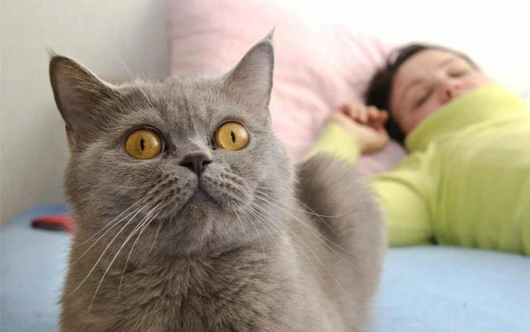 Кот тут. Я же коты. Как отучить кота орать по утрам. Почему коты по утра орут без причины. Кошкины уши.