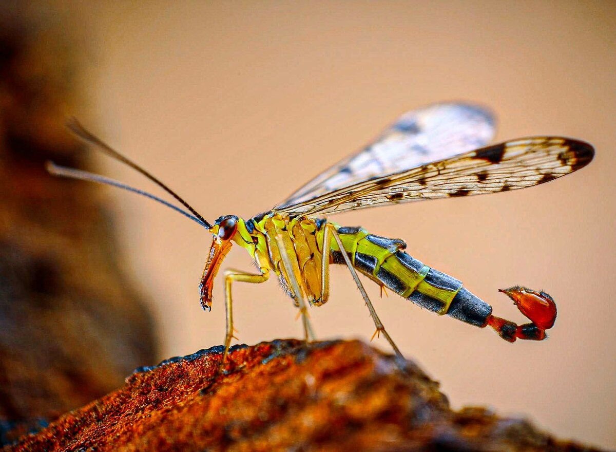 Flying scorpions