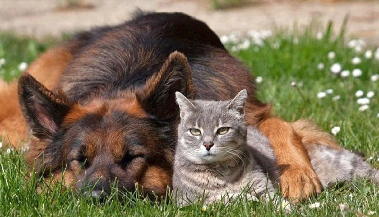 Мире животных про кошку. Кошки и собаки. Собака с кошкой дружат. Овчарка и кошка. Дружба кошки и собаки.