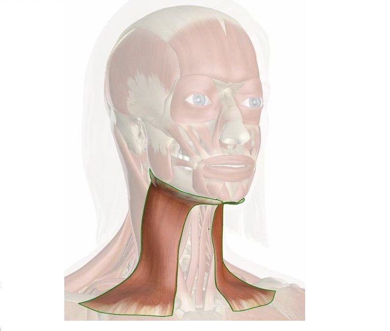 Подкожная мышца шеи platysma