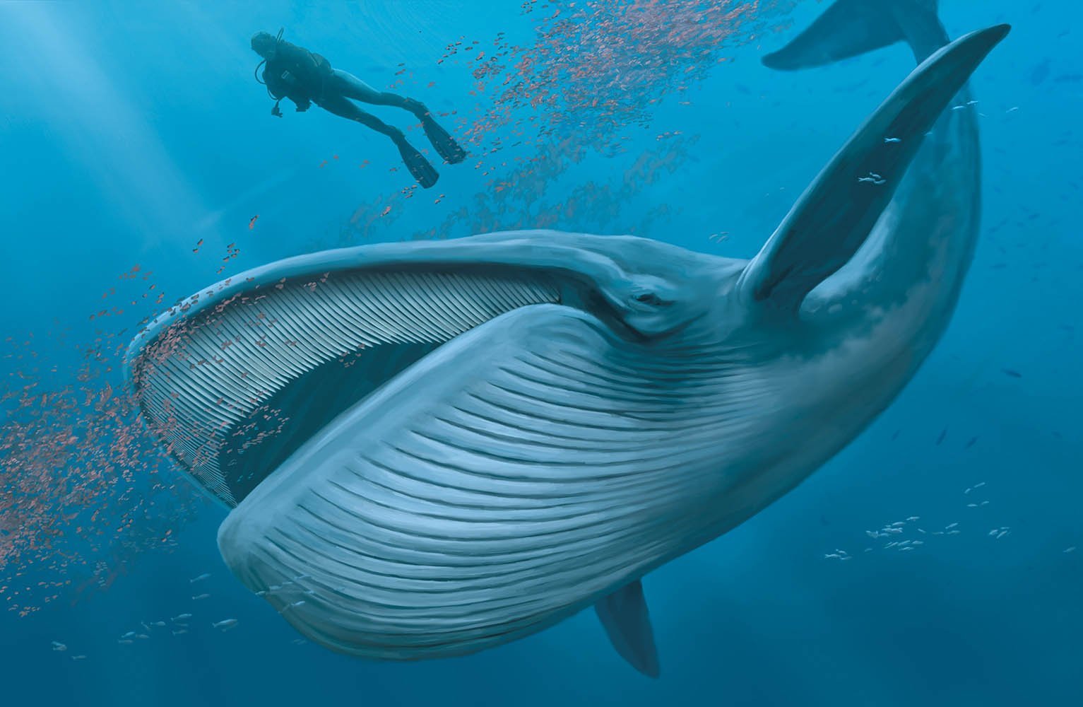 Китовый ус синего кита