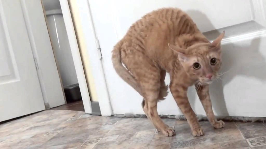 Перепуганный кот картинка