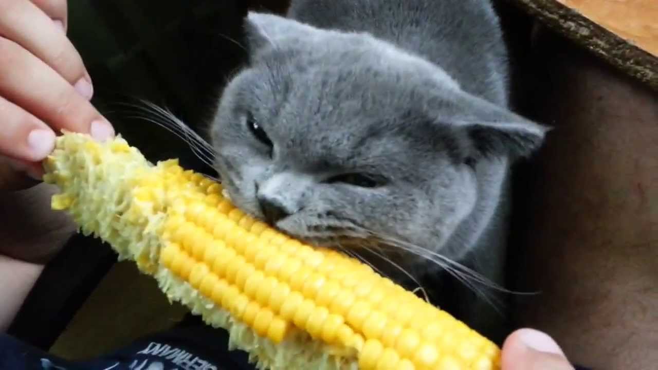 Можно котам кукурузу. Кот с кукурузой. Кот ест кукурузу. Кот ест овощи. Кот жрет кукурузу.