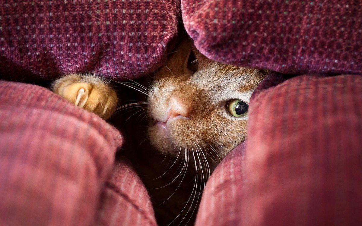 кошка прячется в диван