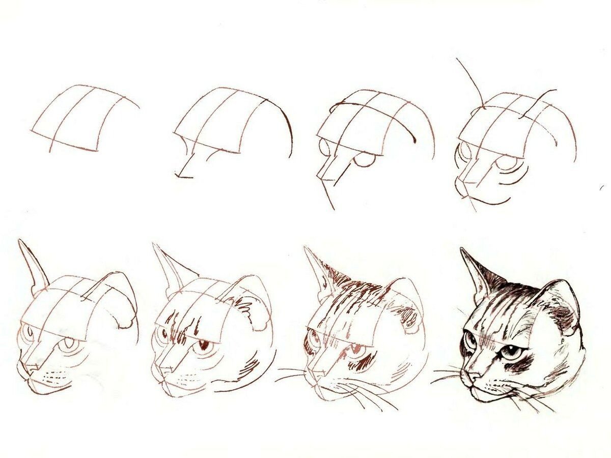 Как научиться рисовать красиво кошек