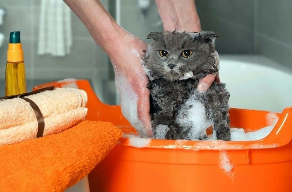 Нужно ли мыть кота перед стрижкой