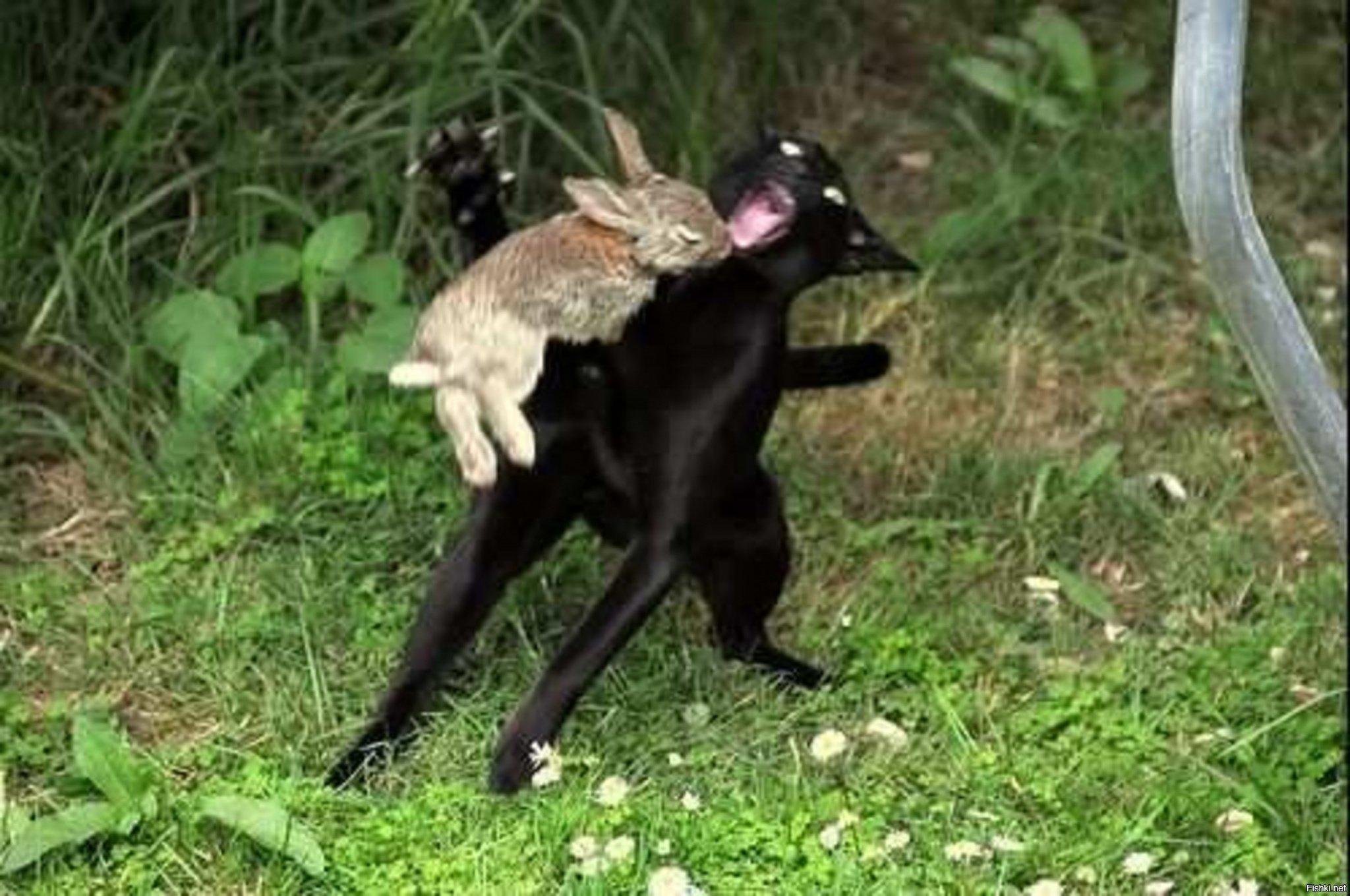 Кошка нападает на зайца