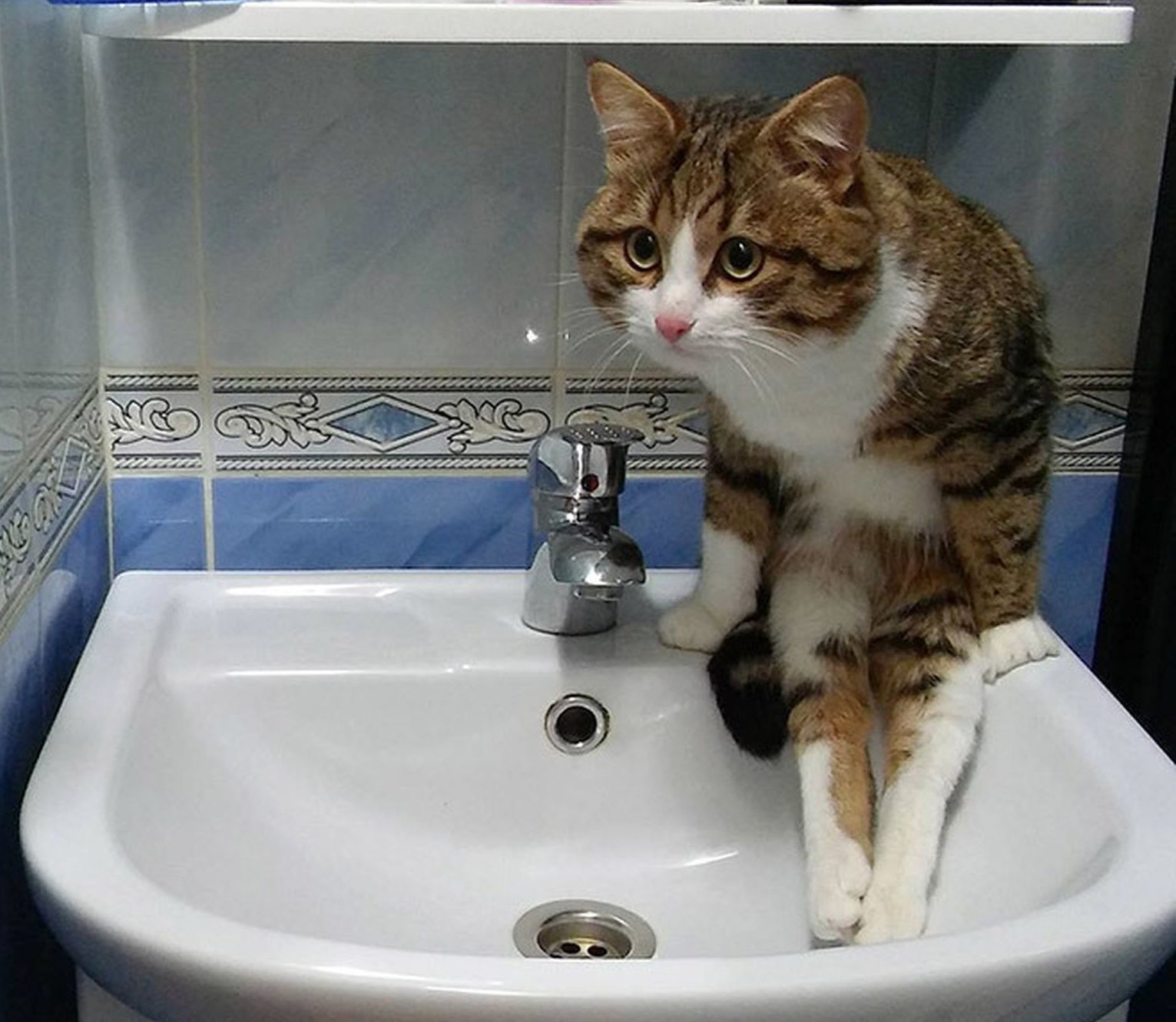 Очень смешные коты до слез