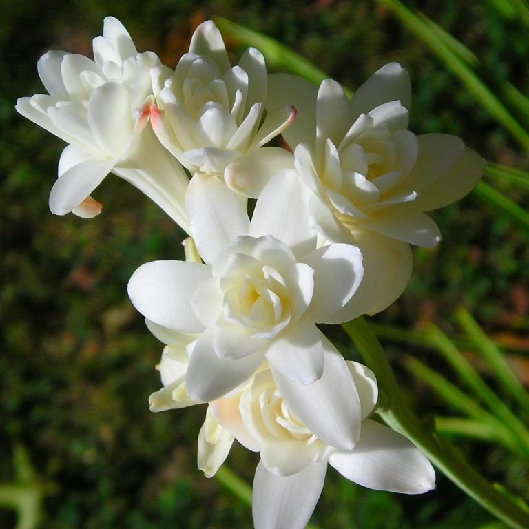 Белые цветы в ароматах
