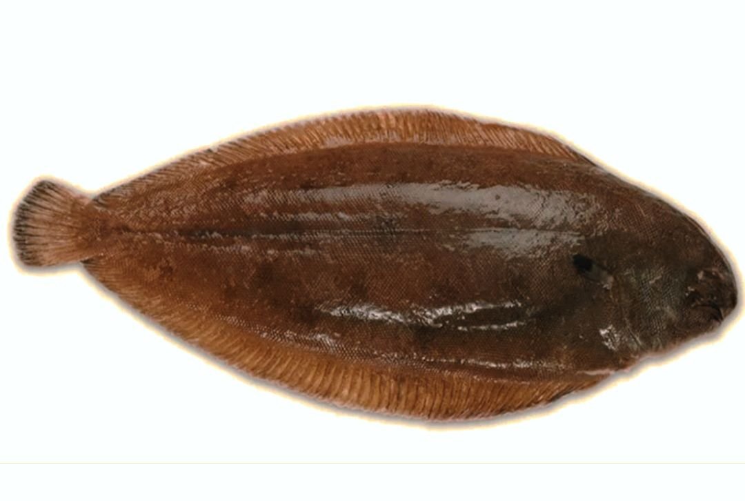 Как выглядит рыба морской язык. Европейская солея европейский морской язык. Морской язык рыба. Европейская солея европейский морской язык. Европейская солея европейский морской язык.
