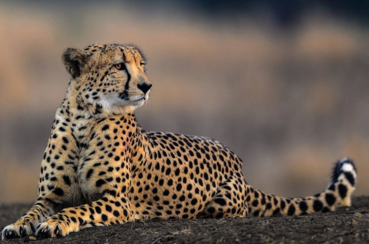 Фото гепарда. Гепард. Cheetah (гепард). Гепард самое быстрое животное. Гепард самый быстрый зверь на земле.