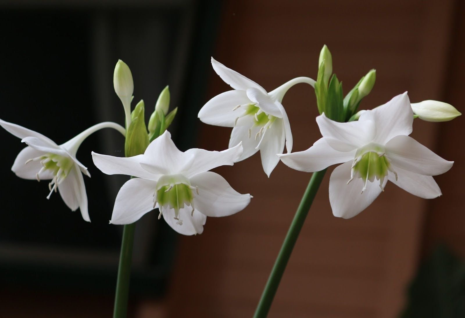 Эухарис grandiflora