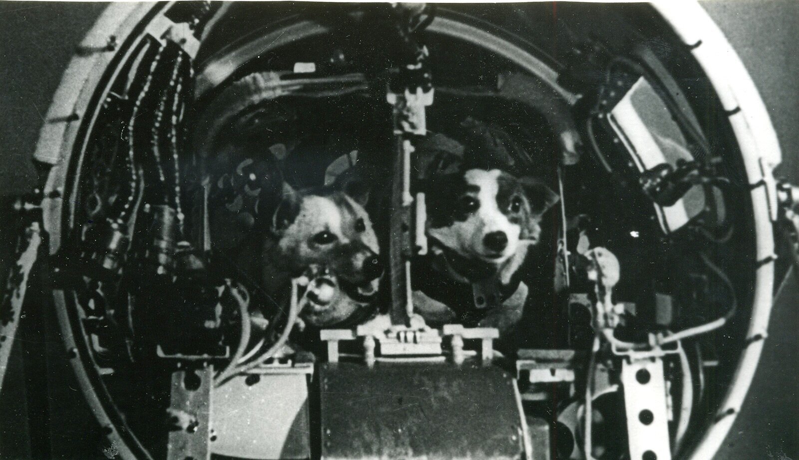 Фотографии белки и стрелки. Первый полет в космос собаки белка и стрелка. Белка и стрелка собаки космонавты в космосе. Белка и стрелка 1960. Космический корабль Спутник 5 белка и стрелка.
