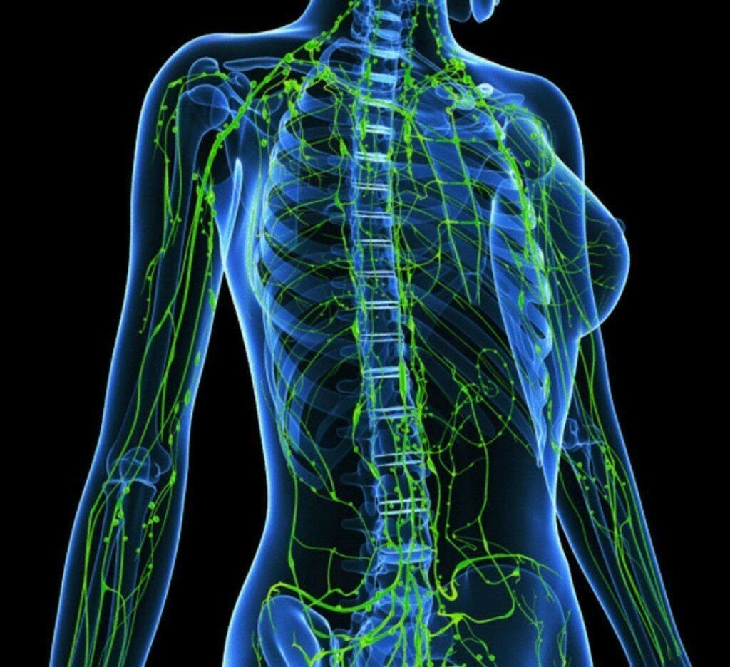 Для чего нужен лимфодренажный. Лимфатическая система человека. Лимфатическая система лимфоотток. Что такое лимфа у человека. Лимфатическая система человека фото.