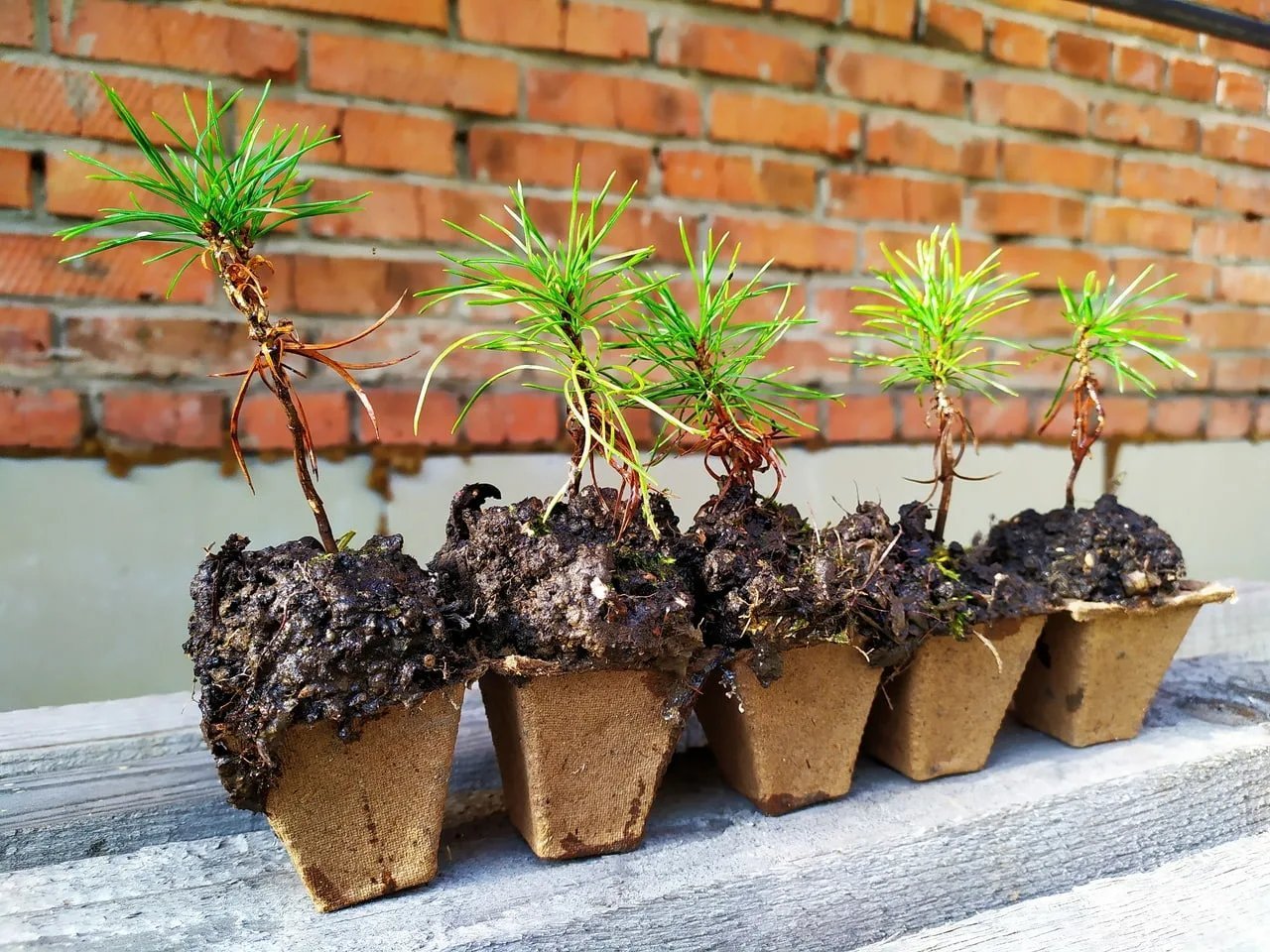 сосна кедровая сибирская. кедр сибирский саженцы. сосна кедровая сибирская сеянцы. саженцы кедра корейского. крупномеры саженцы кедра.