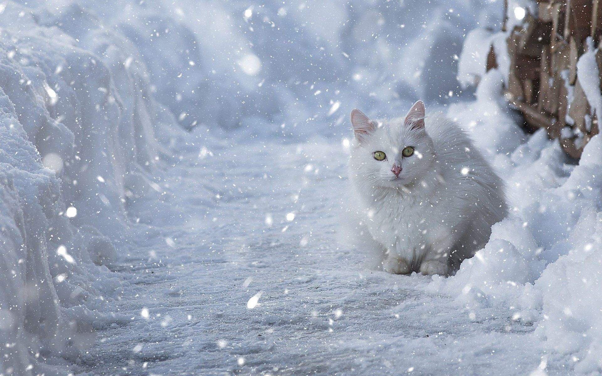 Кот снежок фото