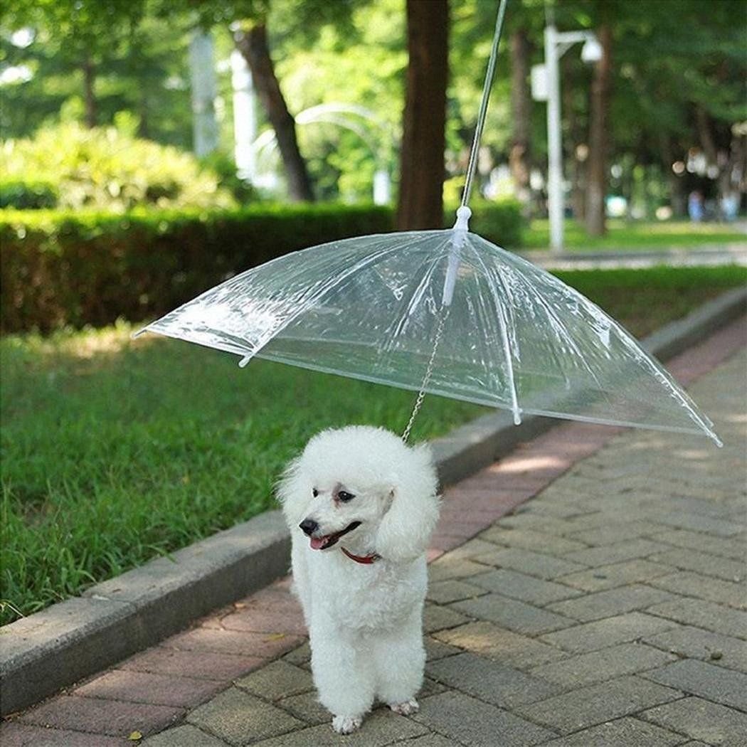 Собачка под зонтом