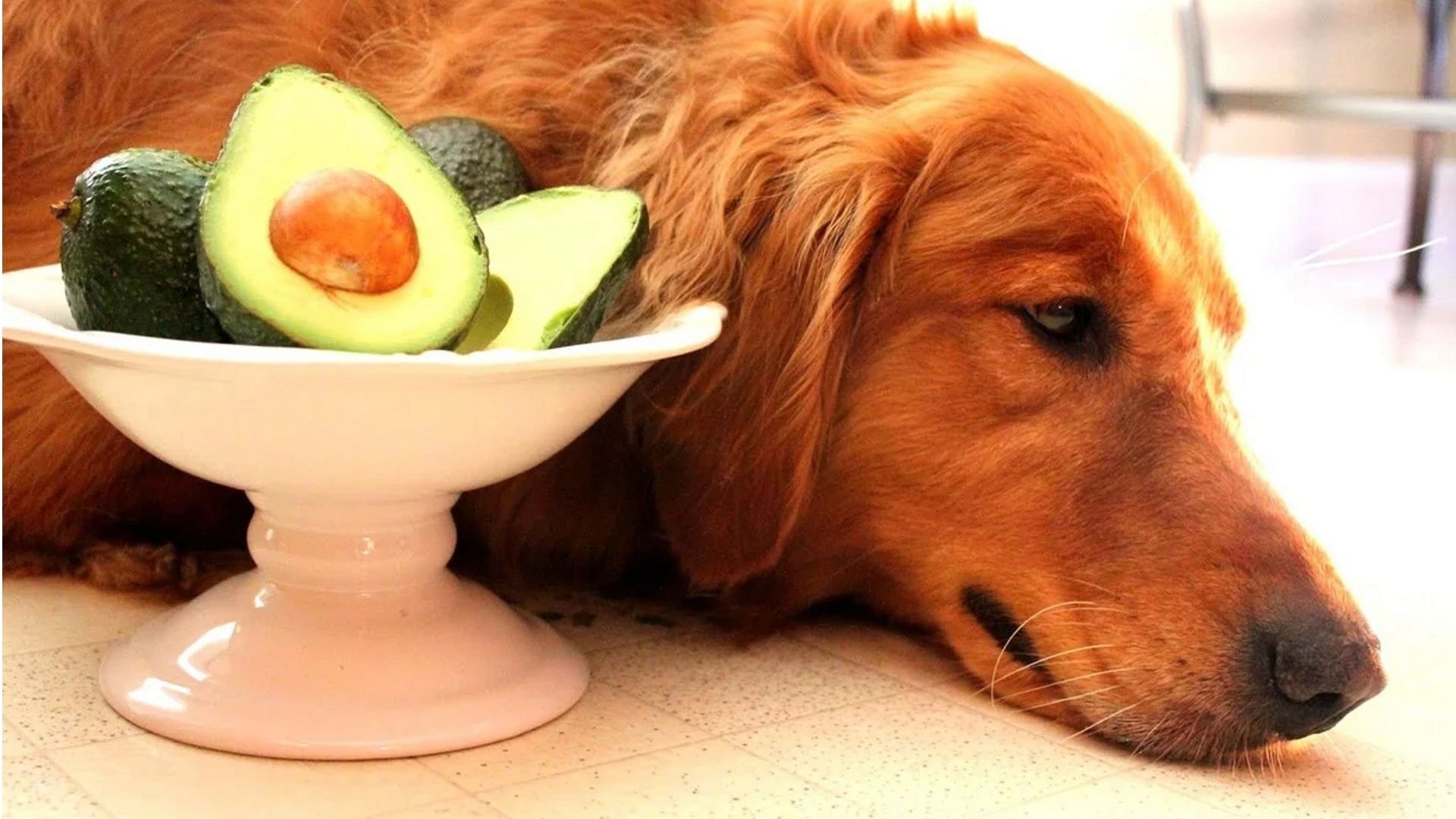 Еда для животных. Еда для собак. Щенок кушает. Щенок кушает. Собака завтракает.