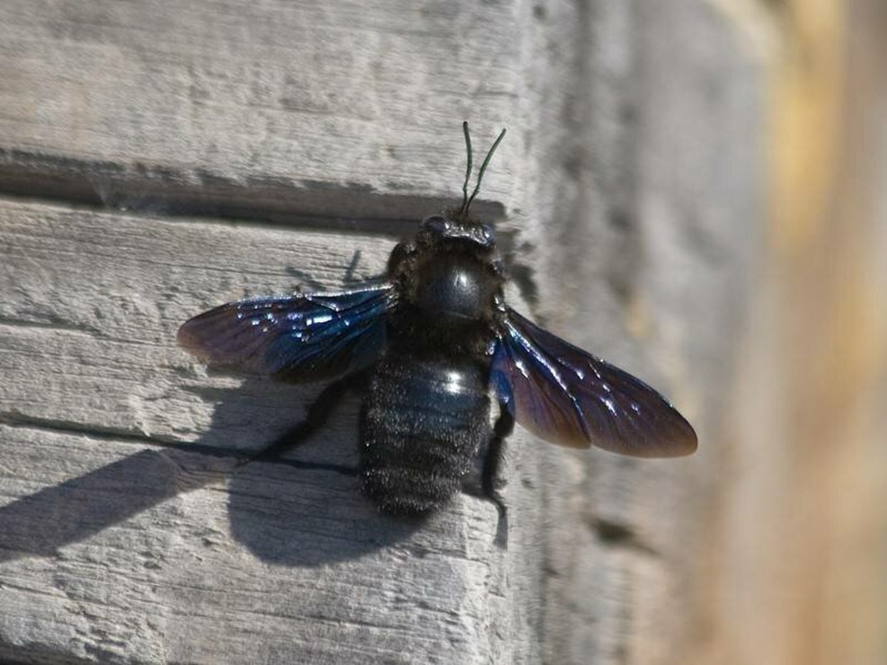 Черные пчелы. Пчела-плотник Xylocopa Valga. Шмель-плотник фиолетовый( Xylocopa violacea ). Черный Шмель плотник. Черный Шмель плотник укус.