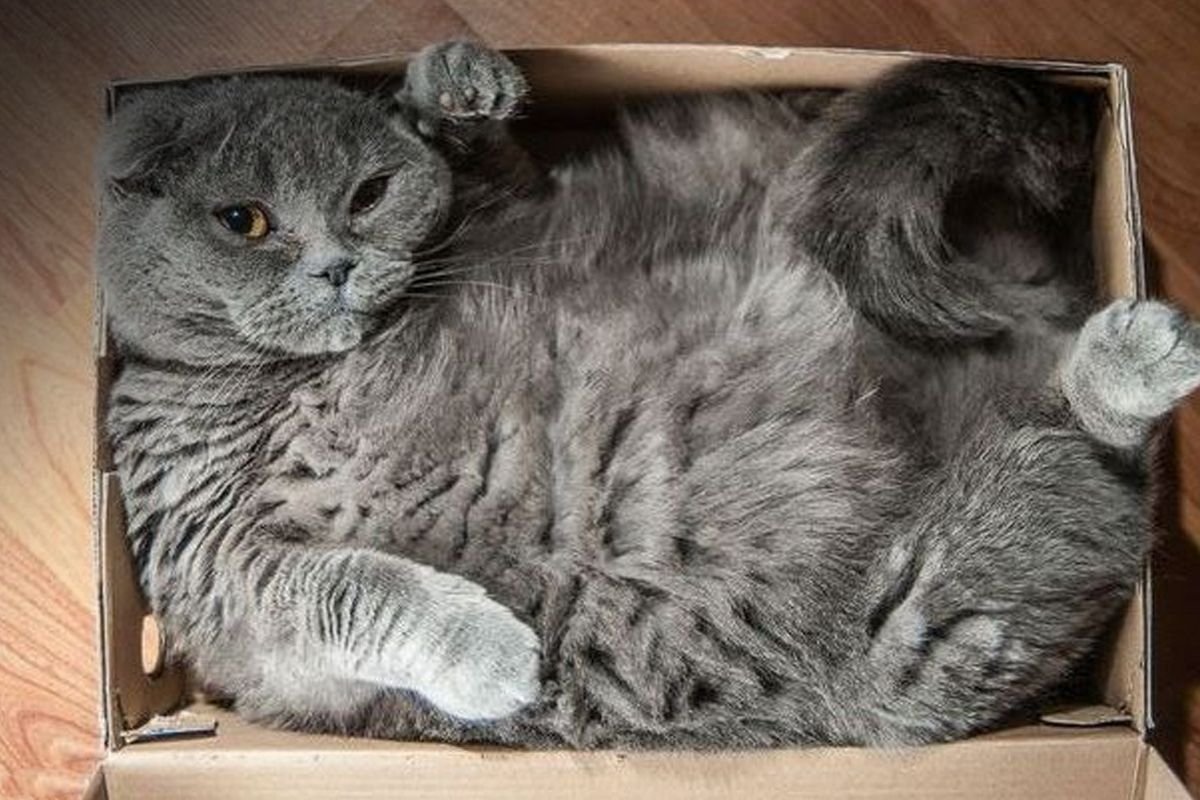 кошка спит на шкафу