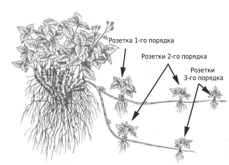 Как называется способ размножения садовой земляники изображенный на рисунке