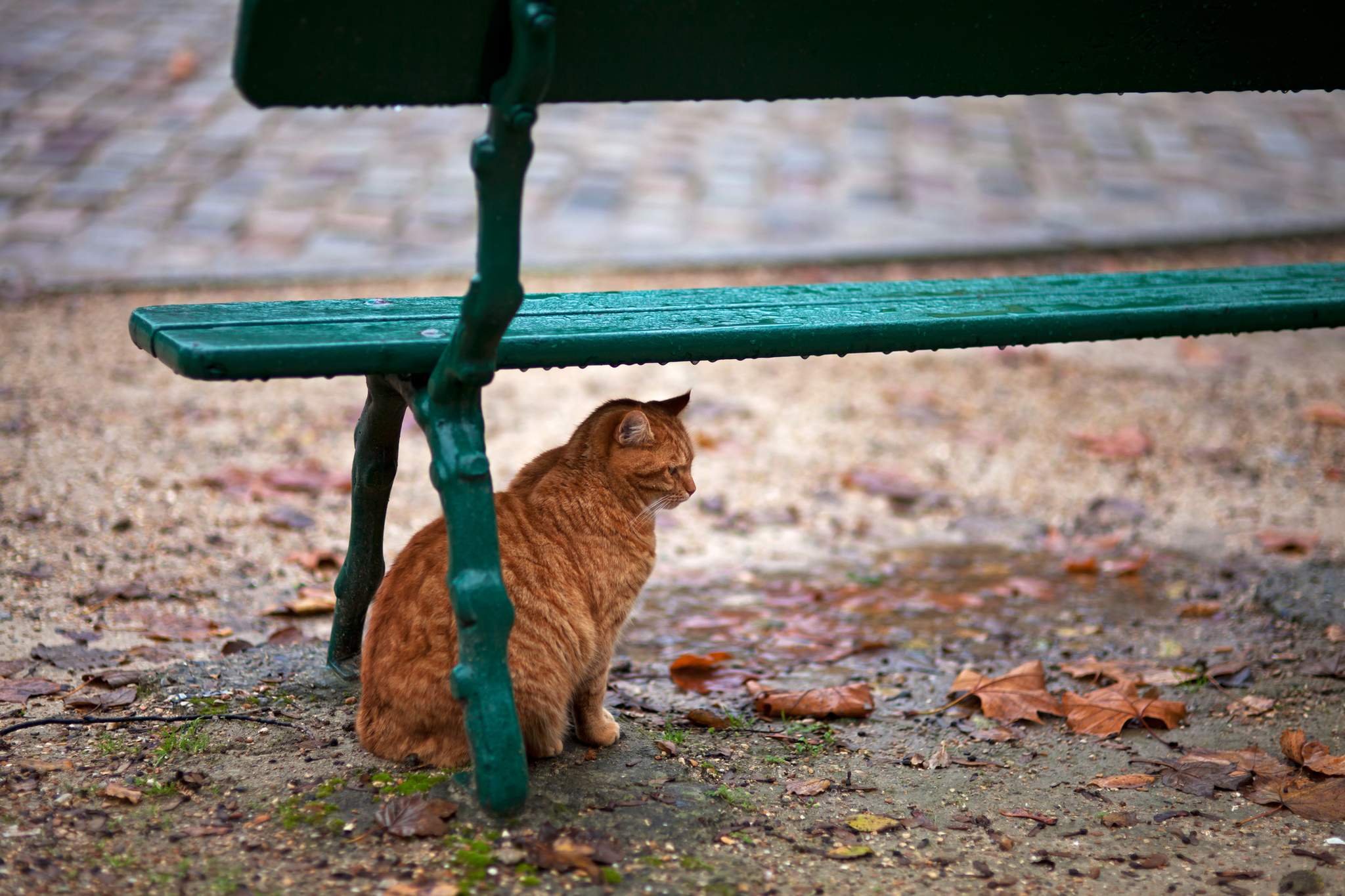 Кошка под скамейкой