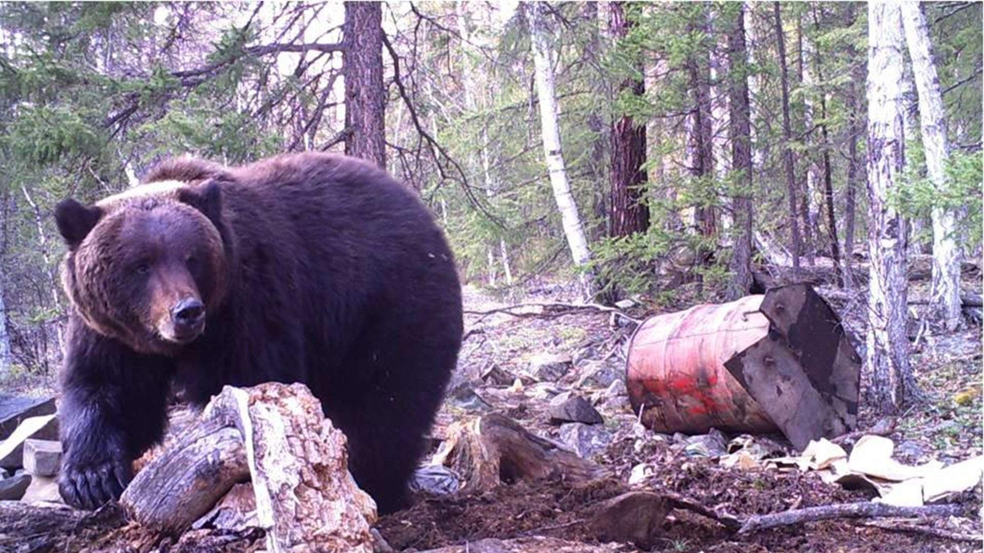 Охота на медведя видео 2023. Охота на медведя на приваде. Медведь с бочкой.