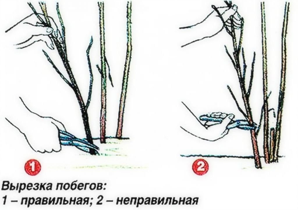 Обрезка малины осенью для начинающих в картинках пошагово
