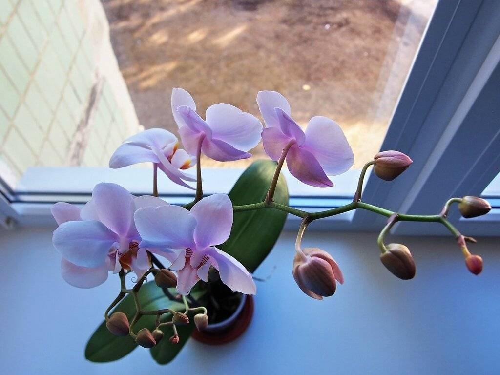 Орхидеи в горшках на подоконнике. Орхидея фаленопсис бабочка. Орхидея фаленопсис на подоконнике. Фаленопсисы на подоконнике. Красивые орхидеи на окне.