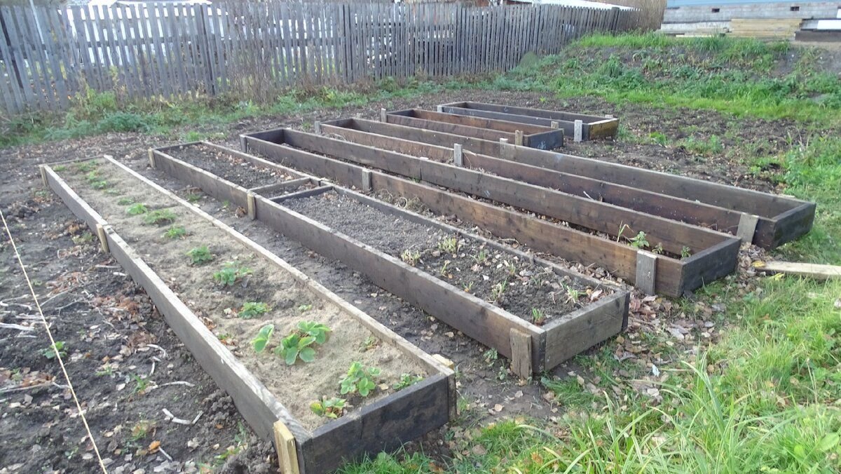 Грядки из цсп своими руками