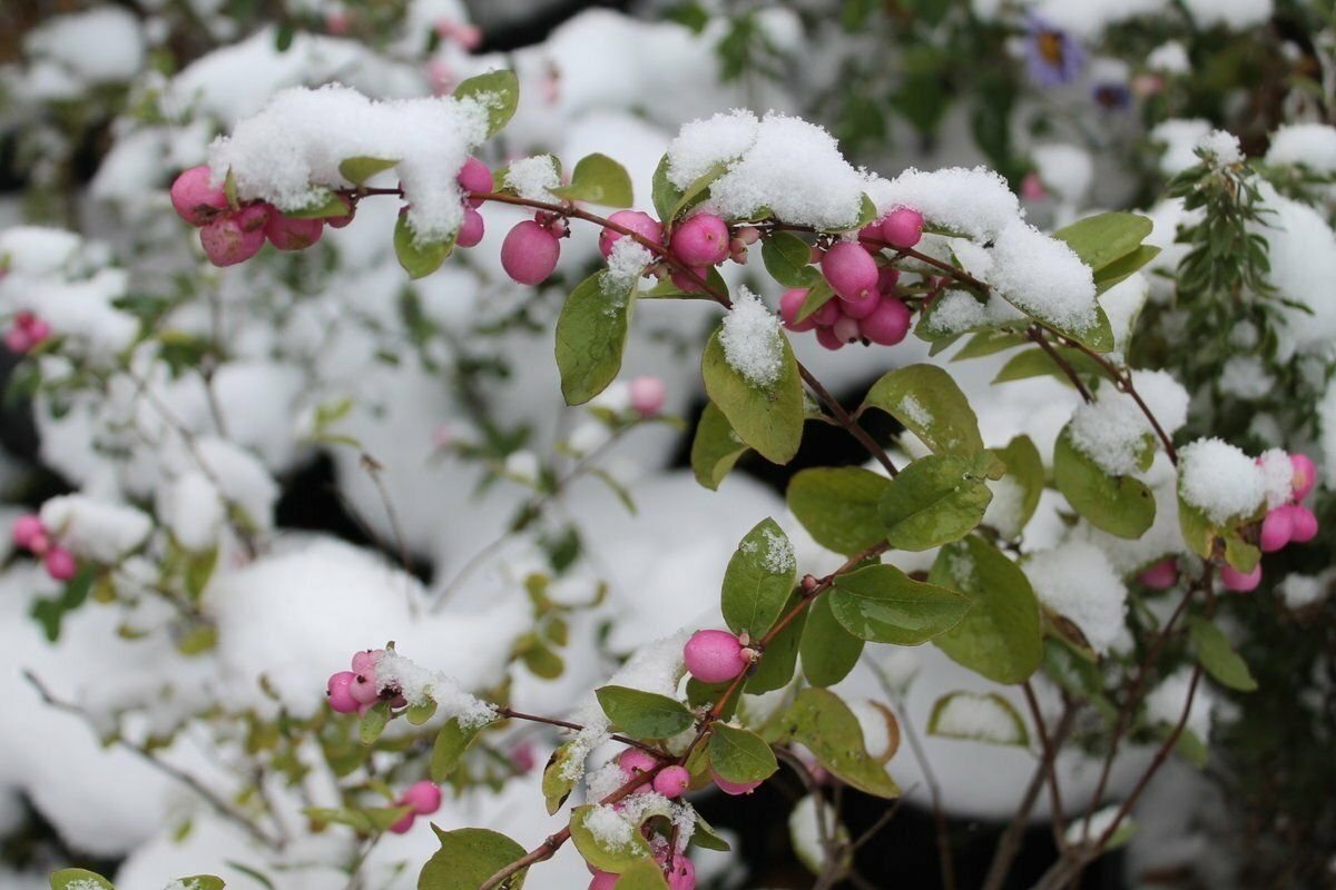 снежноягодник мэджик берри. сад зимой. красивый сад зимой. игры зимой с описанием. описание сада зимой.